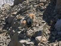 Bild: Assamir beim Abstieg in der oberen Hälfte vom Tierbergli 394